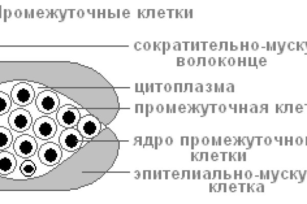 Kraken link