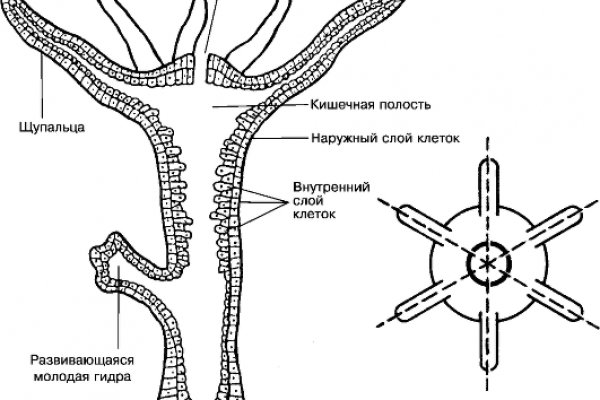 Кракен переходник ссылка